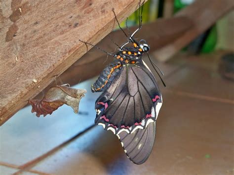 borboleta paguaia|Tem o Cezar fazendo a Borboleta Paraguaia, cuidando de